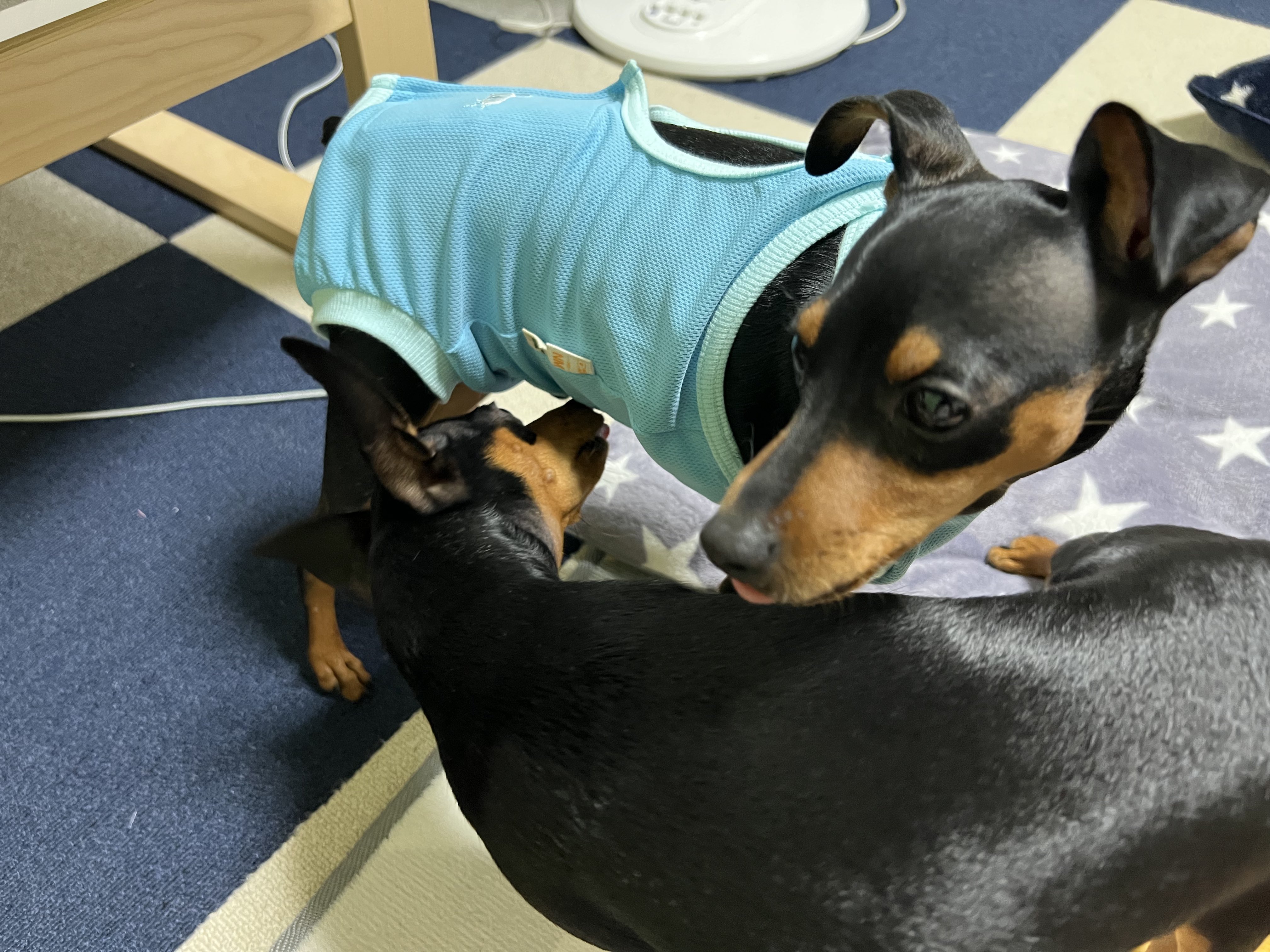 ミニピンさんボステリさんアメコさんのポンポンドール♪ ミニピンさんボステリさんアメコさんのポンポンドール♪