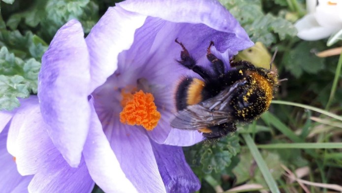 Q: What three words should our business consider now re: food for wild bees? A: Ivy Bulbs Seeds. Retain Ivy, bee food pre-hibernation. Plant Crocus/Grape Hyacinth bulbs, food for early Bumblebees. Plan #DontMowLetItGrow 2023 regime rather than sow non-native seeds. @BioDataCentre