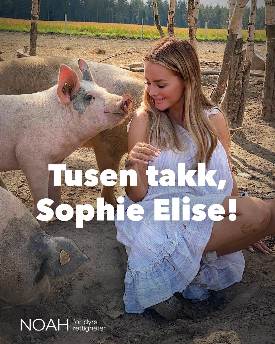 NOAH vil rette en stor takk til Sophie Elise som har opprettet spleis og samtidig donerer 100 000 kr. til NOAH!❤️ Initiativet er en reaksjon på regjeringens planer om å kutte all støtte til NOAH i det nye statsbudsjettet. 
Spleisen finner du her: spleis.no/project/238191