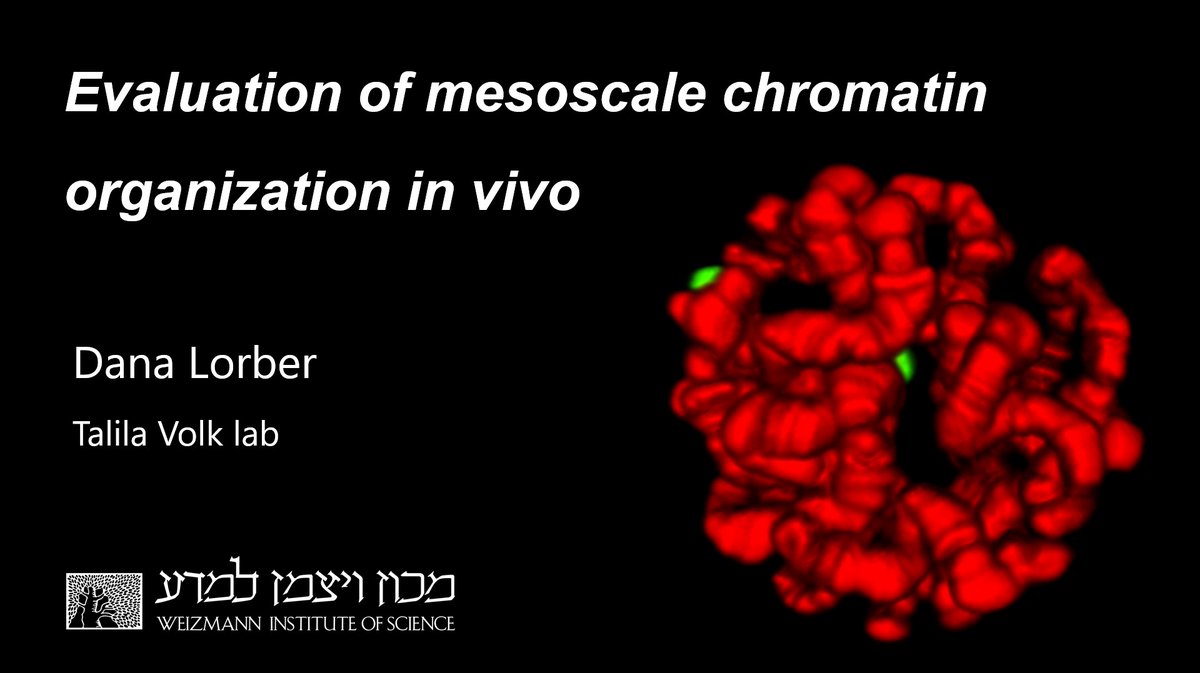 Join me @INC_COST to discuss 3D #chromatin organization #invivo. Details 👇