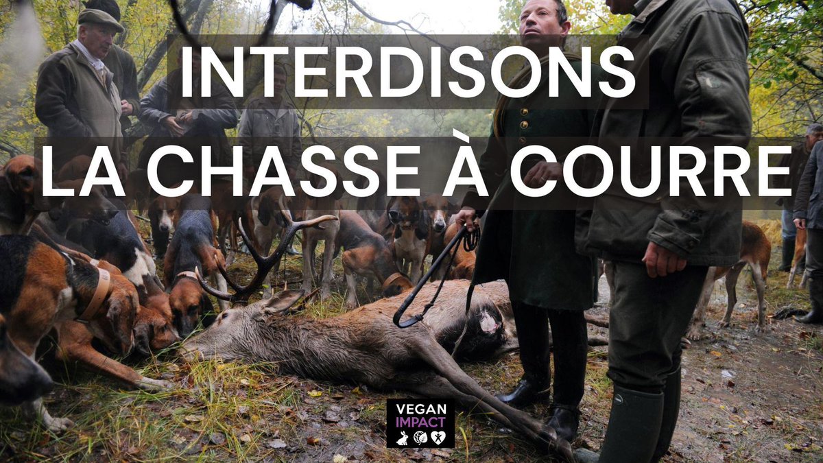 1953 : L'Allemagne interdit la chasse à courre
1995 : La Belgique interdit la chasse à courre
2005: L'Angleterre interdit la chasse à courre
2022 : En 🇫🇷, ce loisir sadique continue contre l'avis de 86% des français.

✍️Abolissons la chasse à courre :  
petitions.senat.fr/initiatives/i-…