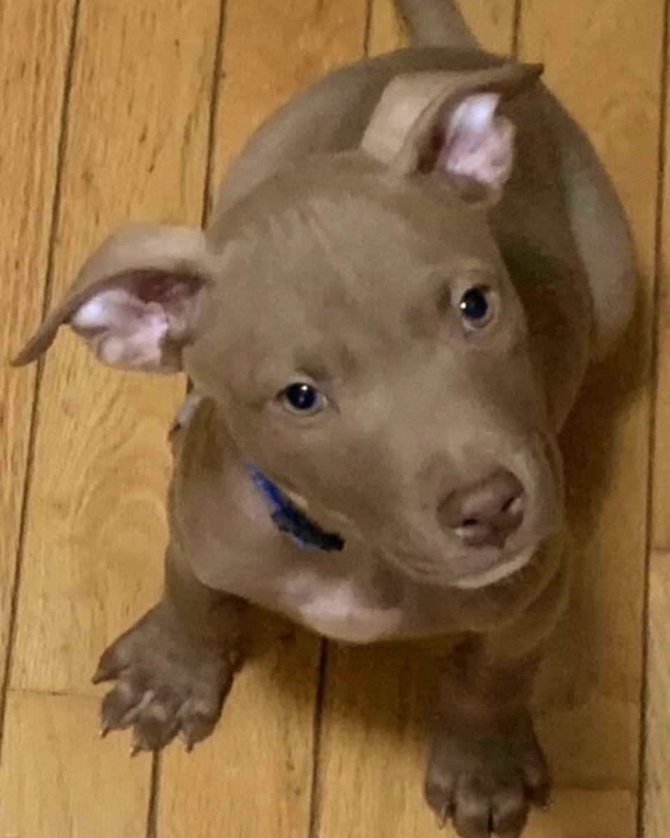 Schmidt is an adorable 12 week old puppy who came to PAWS all the way from Louisiana!
🏠 This tiny guy is looking for a forever family who is excited to help him with basic training including commands, house breaking, and crate training! [1/2]