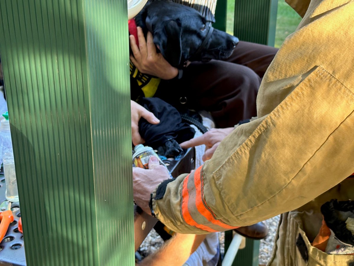 ffxfirerescue's tweet photo. Excited for his afternoon playdate w/friends yesterday, Baloo wanted to try the monkey bars; it was his first time. He was nervous, and as he pawsed to plan his leap, a digital pad got stuck in one of the holes on the playground. Learn what happens: https://t.co/EmIMGsWk6a #FCFRD https://t.co/UZwB41lS5V