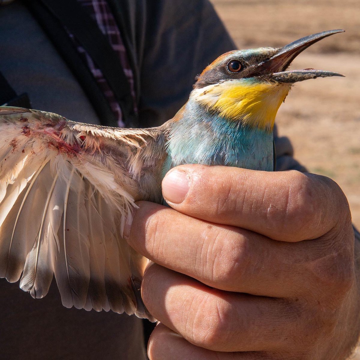 CABS_REPORTS's tweet photo. โ ๏ธ Update from our autumn bird protection camp in #Cyprus - 811 #limesticks 32 #nets 38 decoy callers have been dismantled together with the authorities. 214 live birds rescued so far. Read more ๐ https://t.co/Ev0nY6agvx https://t.co/Il2eSyMmwu