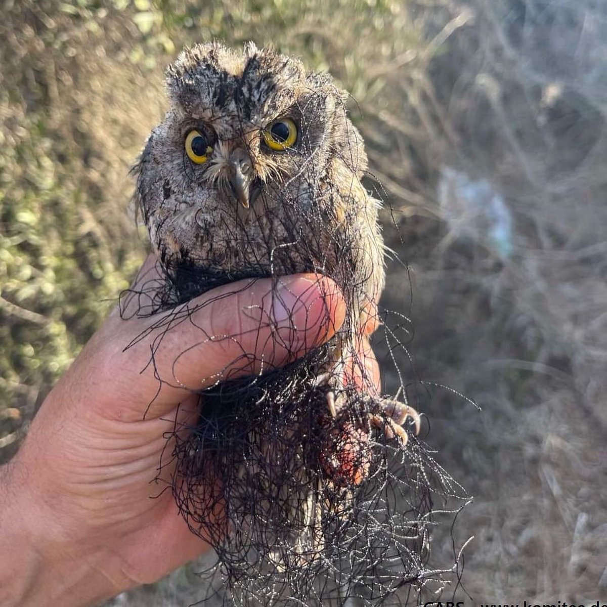 CABS_REPORTS's tweet photo. โ ๏ธ Update from our autumn bird protection camp in #Cyprus - 811 #limesticks 32 #nets 38 decoy callers have been dismantled together with the authorities. 214 live birds rescued so far. Read more ๐ https://t.co/Ev0nY6agvx https://t.co/Il2eSyMmwu