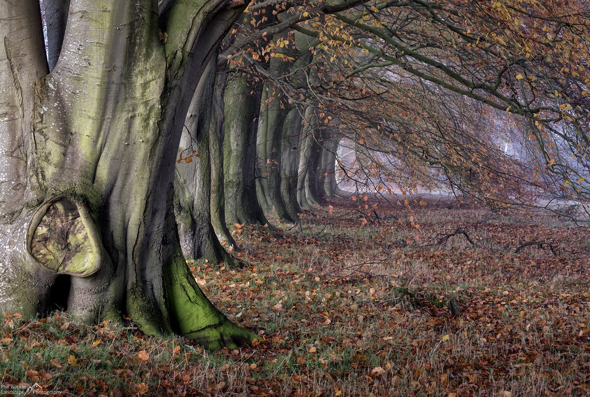 Phil Buckle tweet media