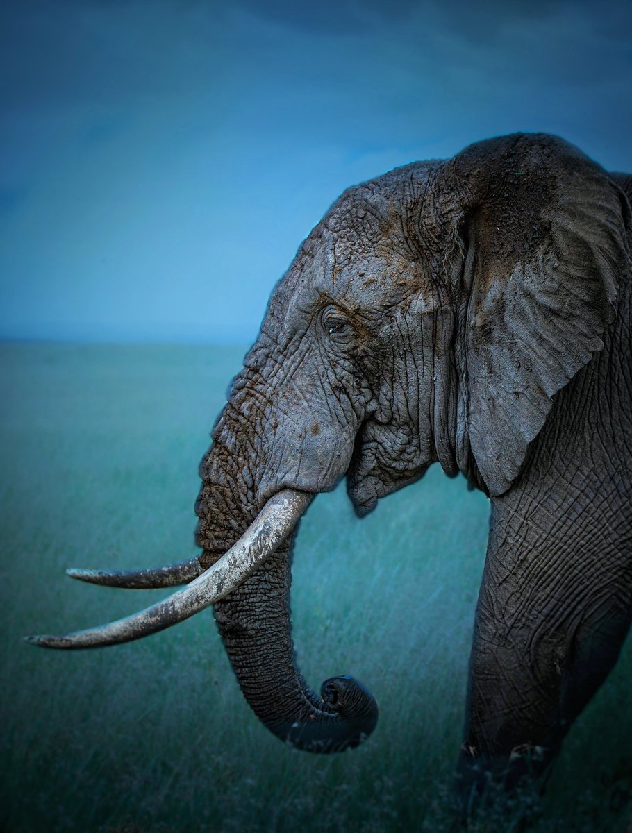 Giants of the Savannah.. 
#africageo #elephants #savetheelephants #yourshotphotographer #natgeoindia #earthcapture #bbcearth #discovery #wildlifephotography #wildlifephotopheroftheyear 
<a href="/Discovery/">Discovery</a> <a href="/NatGeo/">National Geographic</a> <a href="/NatGeoIndia/">Nat Geo India</a> <a href="/NatGeoPhotos/">Nat Geo Photography</a> <a href="/NGTIndia/">NatGeoTravellerIndia</a> <a href="/cntraveller/">Condé Nast Traveller</a> <a href="/BBCEarth/">BBC Earth</a>