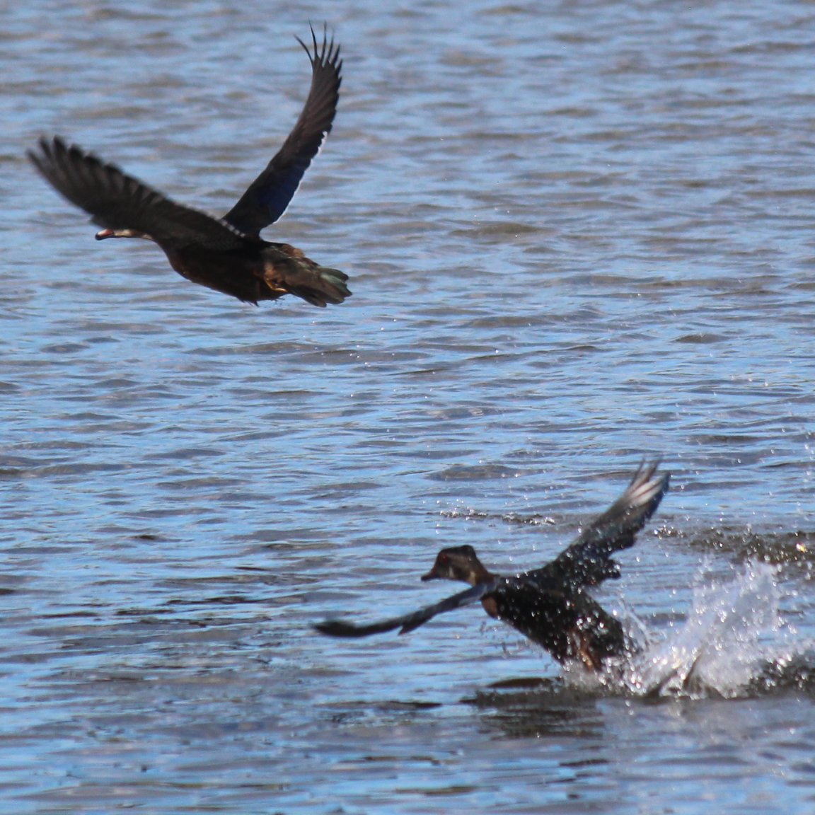 sputterfuss6's tweet photo. #bird #birdtwitter #photography #flight #ducks #fastexit https://t.co/HwaHJ2ILXh