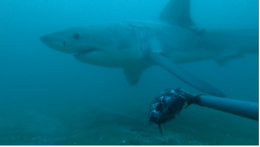 WCSMozambique's tweet photo. A research on #sharks and #rays taking place in southern #Mozambique BRUVs recorded a #whiteshark - the first ever recorded in this project that began in 2019 in a partnership between the Oceanographic Institute of Mozambique and #theWCS.
https://t.co/7syjmEViDf https://t.co/Na9vlM8kp9