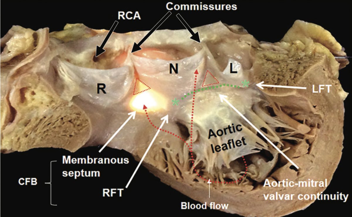 Dr. Zhong tweet media