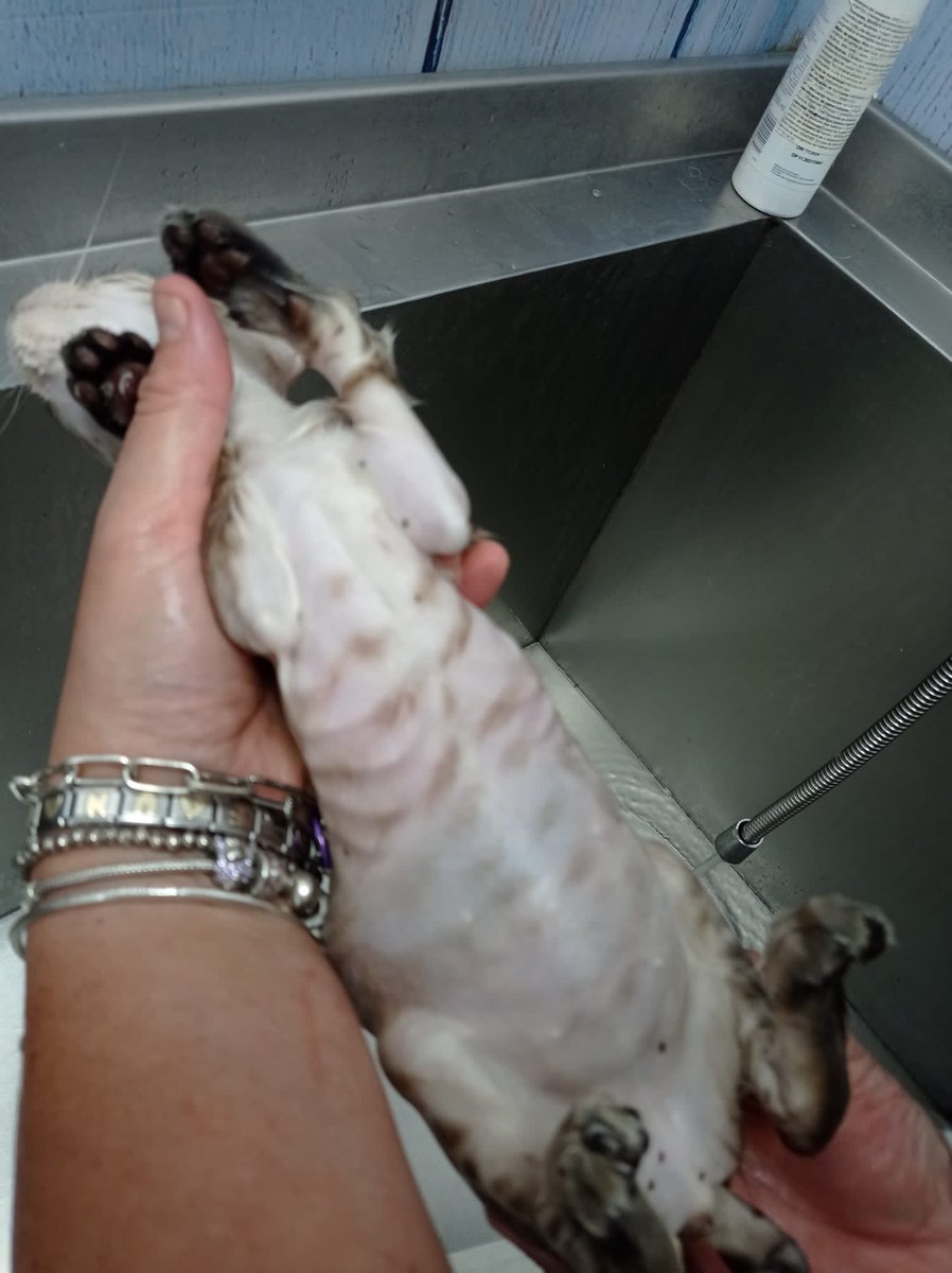 SfHuellas's tweet photo. Abandonado a su suerte, lleno de pulgas, en los huesos, barriga hinchada de tantos parásitos y múltiples heridas... esto es inhumano 😿

Si quieres ayudar con un BIZUM al 675329092 con el concepto bebés https://t.co/wUlszhRV5V
