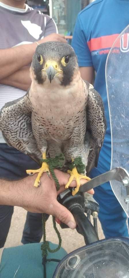jmaljma53713899's tweet photo. صقر شاهين البربري للبيع من يهمه الامر https://t.co/mkhfCxEHMk