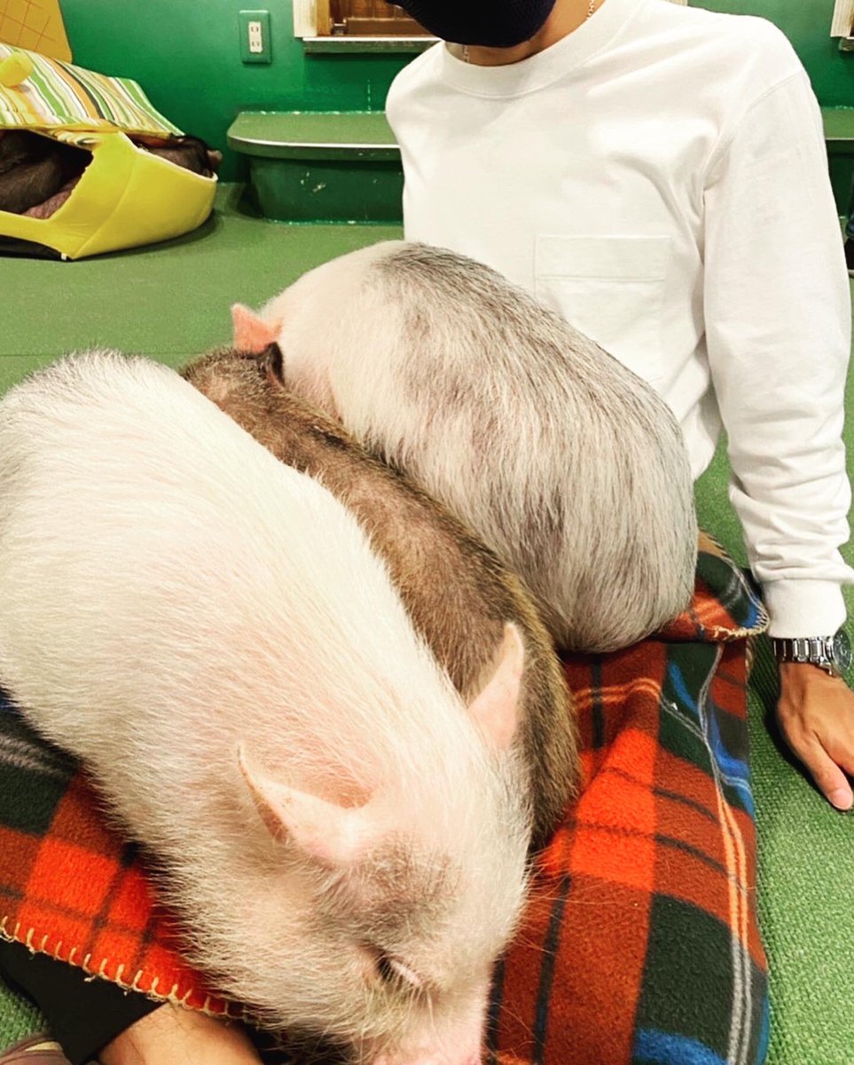 SNOWMAN0120's tweet photo. ブタのカフェに行ってきた。
猫よりも犬よりも子どもよりも、自分に一番懐いてくれる生き物は、ブタと確信しました。

#マイクロブタカフェ
#歌うホテルマン
#歌う坊さん https://t.co/Ehox2mmYie