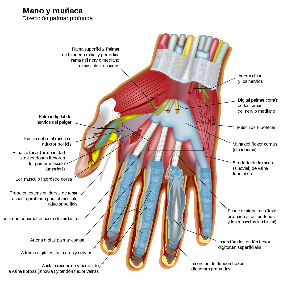 Disección anatómica palmar profunda de la mano ✋