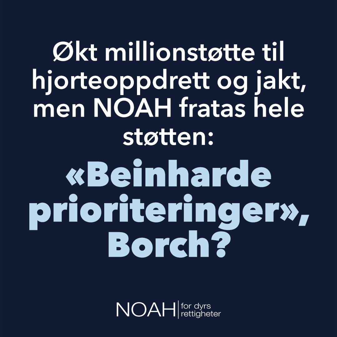 Økt millionstøtte til hjorteoppdrett i fangenskap og rekreasjonsjakt - men NOAH fratas hele støtten: "Beinharde prioriteringer", Borch? 

LMD nedprioriterer dyrevelferd, men øker beløpet til aktiviteter som er skadelig for dyr og natur. Dette kan vi ikke godta!