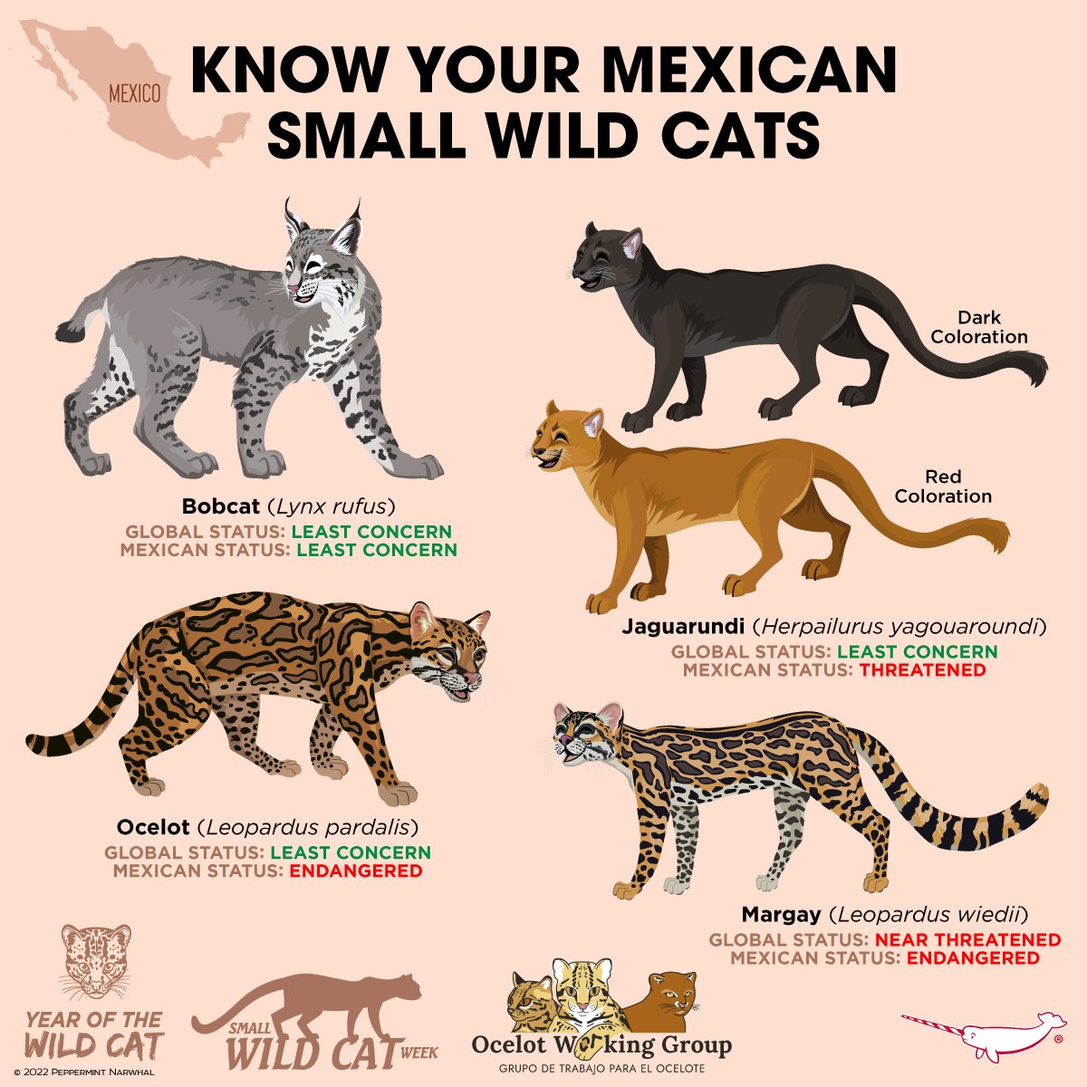 PepomintNarwhal's tweet photo. #SmallWildCatWeek #KnowYourMexicanSmallWildCats
2023 #PeppermintNarwhal Animal Holiday Calendar Presale. Reserve Yours Today! Use code: PRESALE at checkout for 20% Off calendars thru 10/31/22 visit: https://t.co/gqm4S4fifV
#YearOfTheWildCat #KnowYourAnimals https://t.co/nkFqOyHwU8
