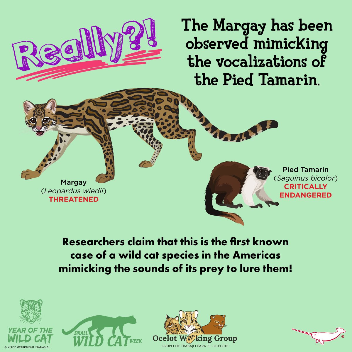 PepomintNarwhal's tweet photo. #SmallWildCatWeek
#REALLY #Margay #PiedTamarin
2023 #PeppermintNarwhal Animal Holiday Calendar Presale. Reserve Yours Today! Use code: PRESALE at checkout for 20% Off calendars thru 10/31/22 visit: https://t.co/gqm4S4fifV
#YearOfTheWildCat #YOTWC https://t.co/fzodpKQPIQ
