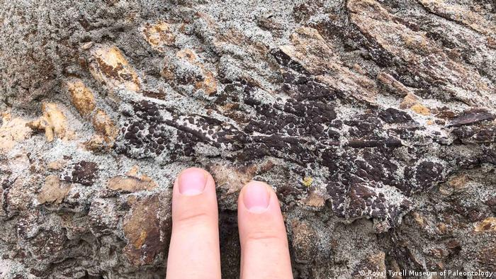 Paleontologando's tweet photo. 🇨🇦| En Alberta, científicos hallan el fósil de un Hadrosaurio, dinosaurio herbívoro con pico de pato, que aún conserva la piel.

Lo que significaría un hallazgo muy importante, ya que nos podría ayudar a entender sobre el crecimiento y desarrollo de estos peculiares seres. https://t.co/nR4ZiJgREJ