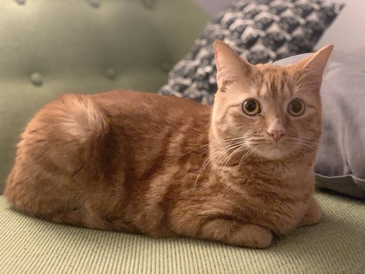 Anna8Sofia's tweet photo. Just loaf. #cat #ginger #gingercat #CatsOfTwitter #CatsOnTwitter #sofia https://t.co/fWhEHPstT2
