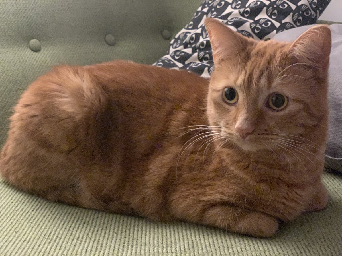 Anna8Sofia's tweet photo. Just loaf. #cat #ginger #gingercat #CatsOfTwitter #CatsOnTwitter #sofia https://t.co/fWhEHPstT2