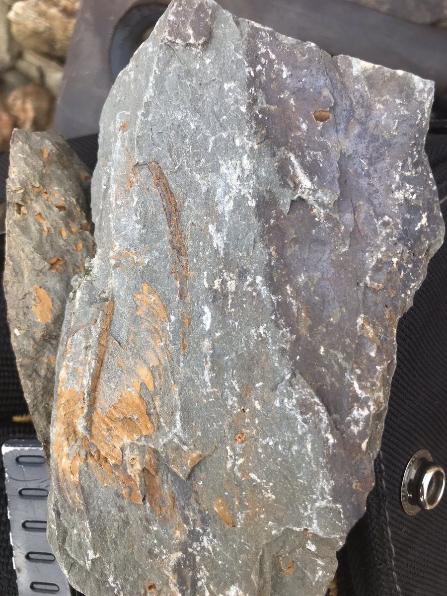 After several days in the field working on Devonian reefs our PhD students  @MSaillol and <a href="/fossil_fancier/">Tanja Unger</a> are hunting Cambrian fossils. <a href="/ut3/">UT3 Twit Client</a> <a href="/GetLoa/">LOA_GET</a> <a href="/ruhrunibochum/">Ruhr-Universität Bochum</a> @insititut