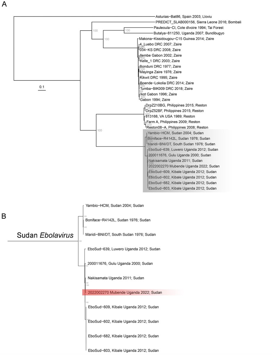 Thank you <a href="/UVRIug/">UVRI</a> <a href="/MRC_Uganda/">MRC/UVRI and LSHTM Uganda Research Unit</a> for sharing the first Ebola genome from the ongoing outbreak. More genomes from the same will offer new insights into a better understanding of this epidemiological situation. virological.org/t/september-20…