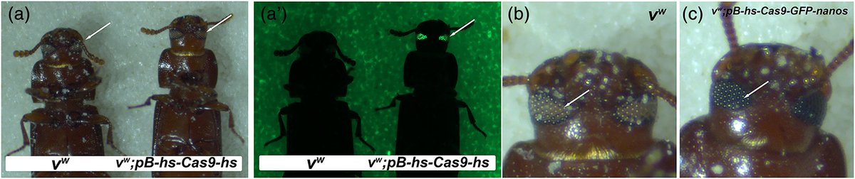 #LiteratureNotice Rylee et al. Generating and testing the efficacy of transgenic #Cas9 in Tribolium castaneum resjournals.onlinelibrary.wiley.com/doi/10.1111/im… #Beetle #Beetles #Tenebrionidae #RedFlourBeetle #CRISPR #TenebTuesday