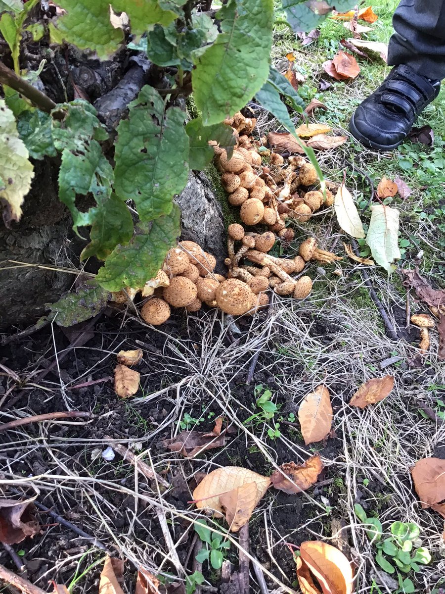 We love looking for signs of autumn in our school grounds.