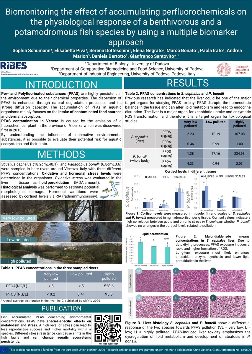 RIBES (@msca_ribes) on Twitter photo RIBES ESR <a href="/SophiaSchumann2/">Sophia Schumann</a>, from University of Padua, work with stress in fish. She presented a study on physiological responses to PFAS in chub and Padanian goby using a multiple biomarker approach. Also, see the related and recently published paper: mdpi.com/2076-3921/11/6… RIBES ESR <a href="/SophiaSchumann2/">Sophia Schumann</a>, from University of Padua, work with stress in fish. She presented a study on physiological responses to PFAS in chub and Padanian goby using a multiple biomarker approach. Also, see the related and recently published paper: mdpi.com/2076-3921/11/6…