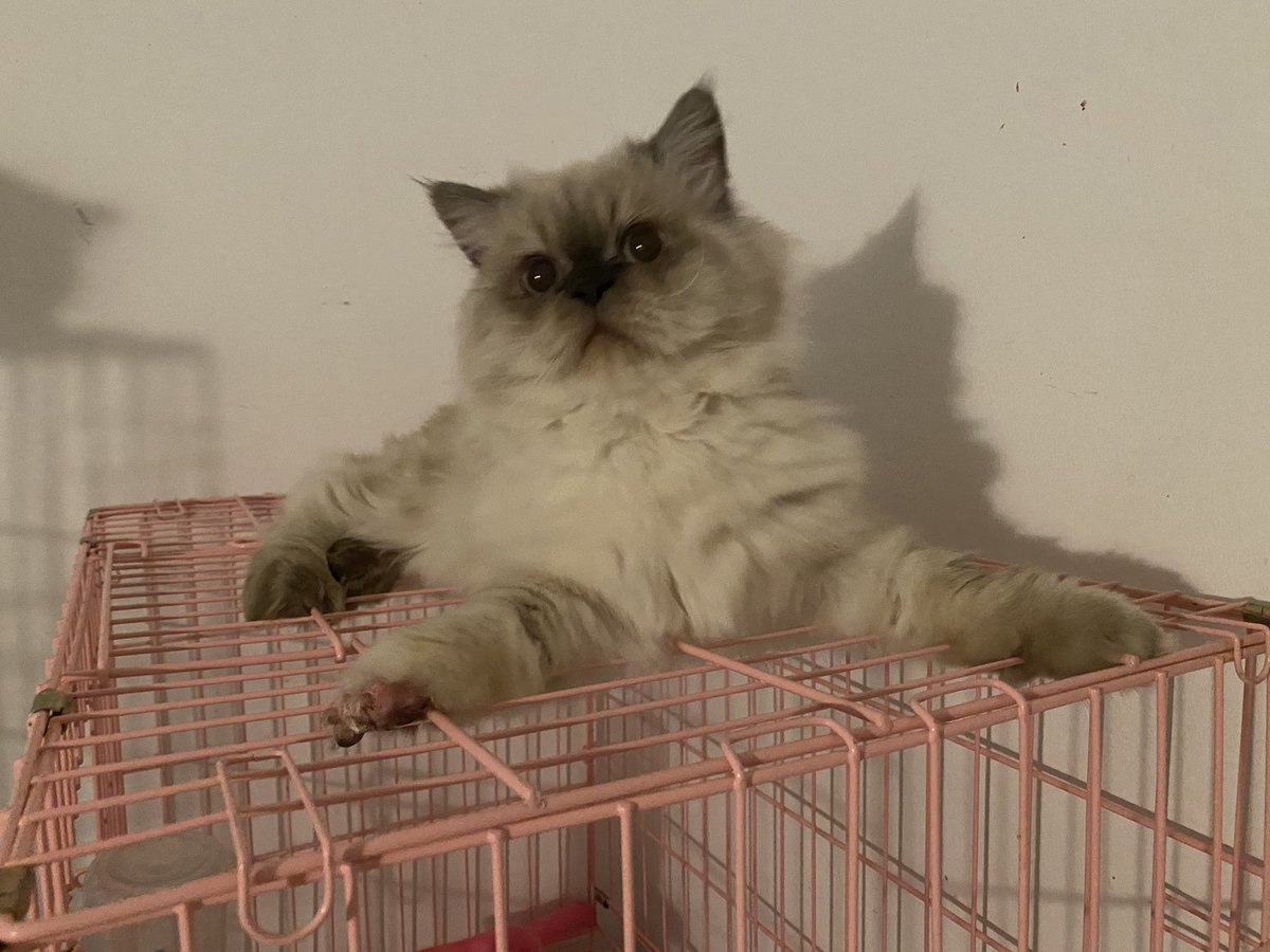 Soft_Paws tweet media