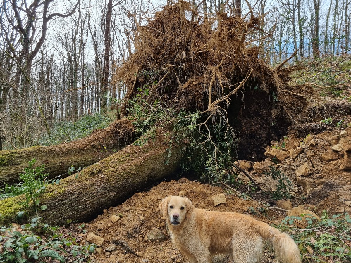 PathwayPooch's tweet image. I think he wants to pick it up!!!