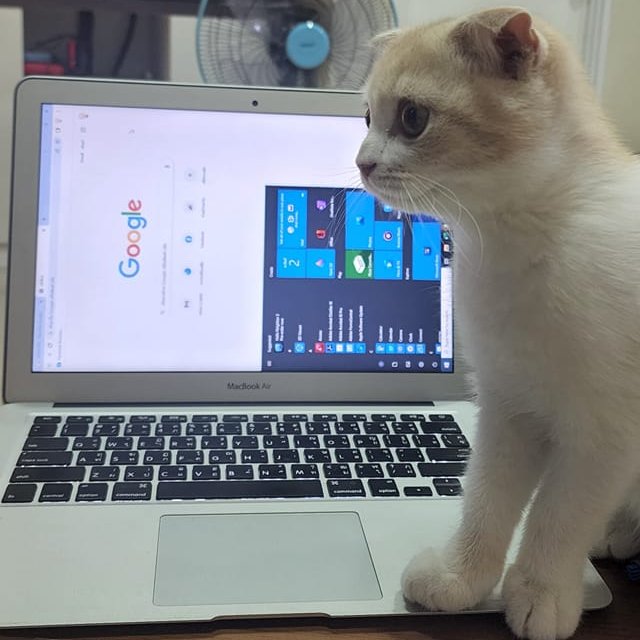 translated cats on Twitter "Help me. My cat got hit by a button. The