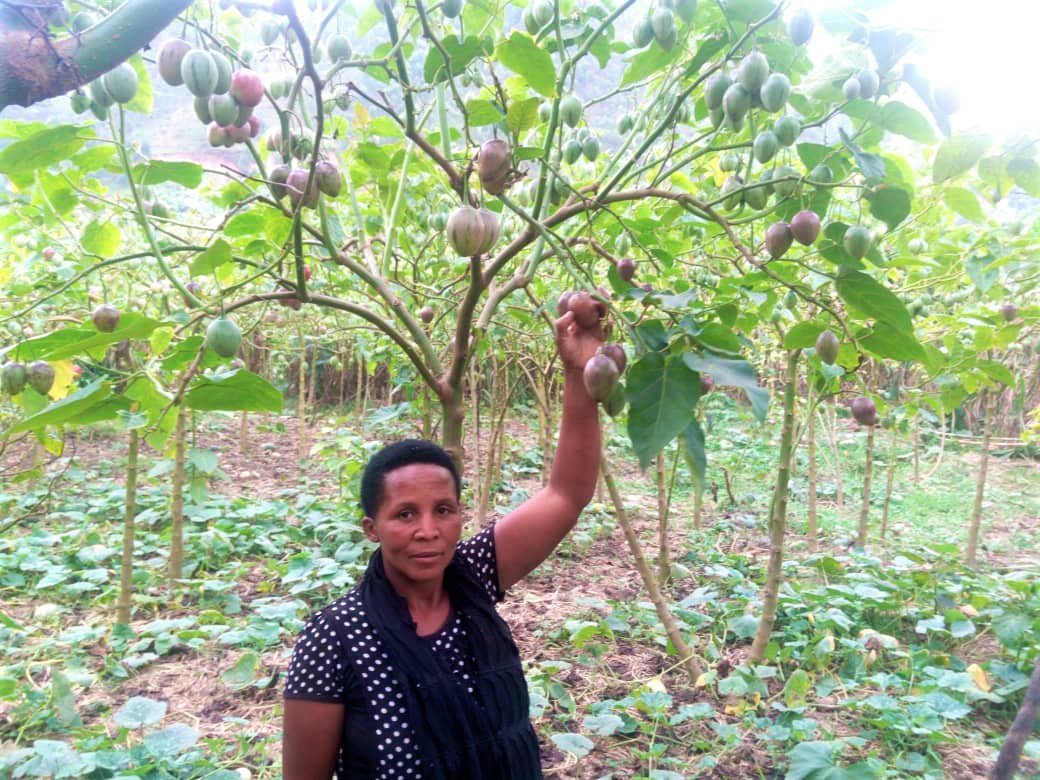 MumararunguDia1's tweet photo. 🚩Tree tomato farming
#Treetomatoes grow well in areas that are well-drained and receive adequate sunlight. The soil should be well-aerated to allow root penetration.
They are relatively resistant to diseases. However, it is affected by powdery mildew, whiteflies etc. https://t.co/R3hM08ibcm