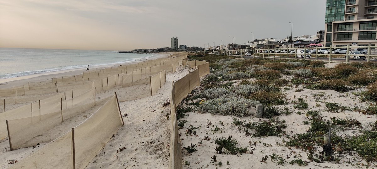 #Dune restoration on #Blouberg beach, Capetown. Netting installed a few months ago, with low density planting. Seems very effective.