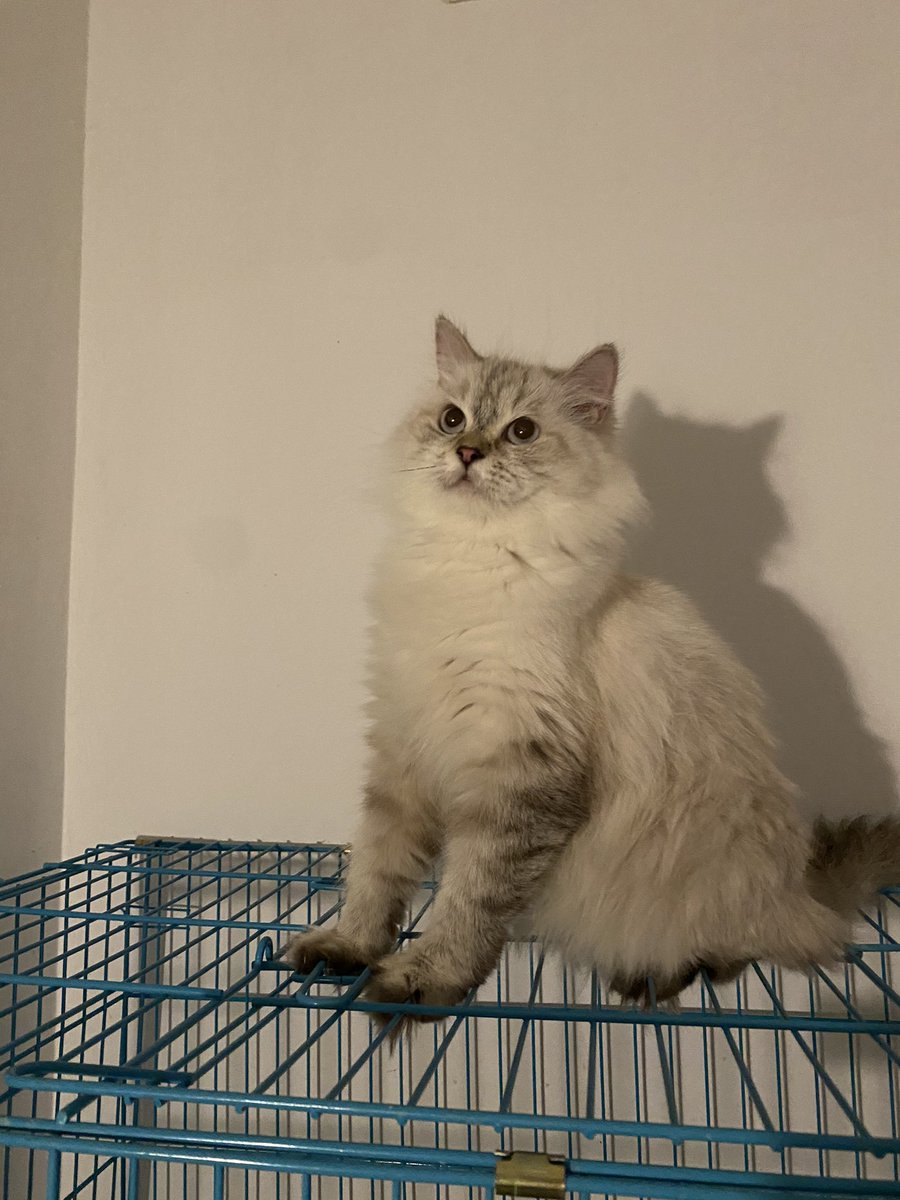 Soft_Paws tweet media