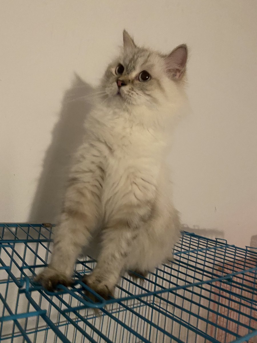 Soft_Paws tweet media