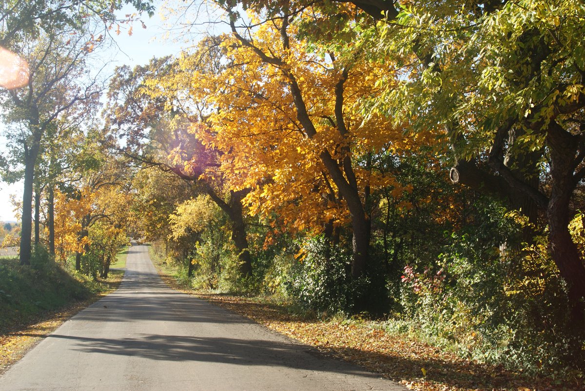 511WI's tweet photo. Fall is a great time to explore any of Wisconsin's 123 #RusticRoads. For @WisconsinDOT maps and descriptions, go here: https://t.co/kfn20QBqDy https://t.co/cNCqnl5jhx