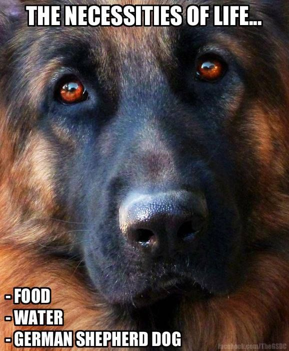 just_gsd's tweet photo. The necessities Of Life.. Food Water and German Shepherd dog... right guys.
💕😍
#gsd #germanshepherd #security #gurd #k9 #dog #doggy #life #cute #love #smile #puppy #baby https://t.co/TyqFJ1CD8o