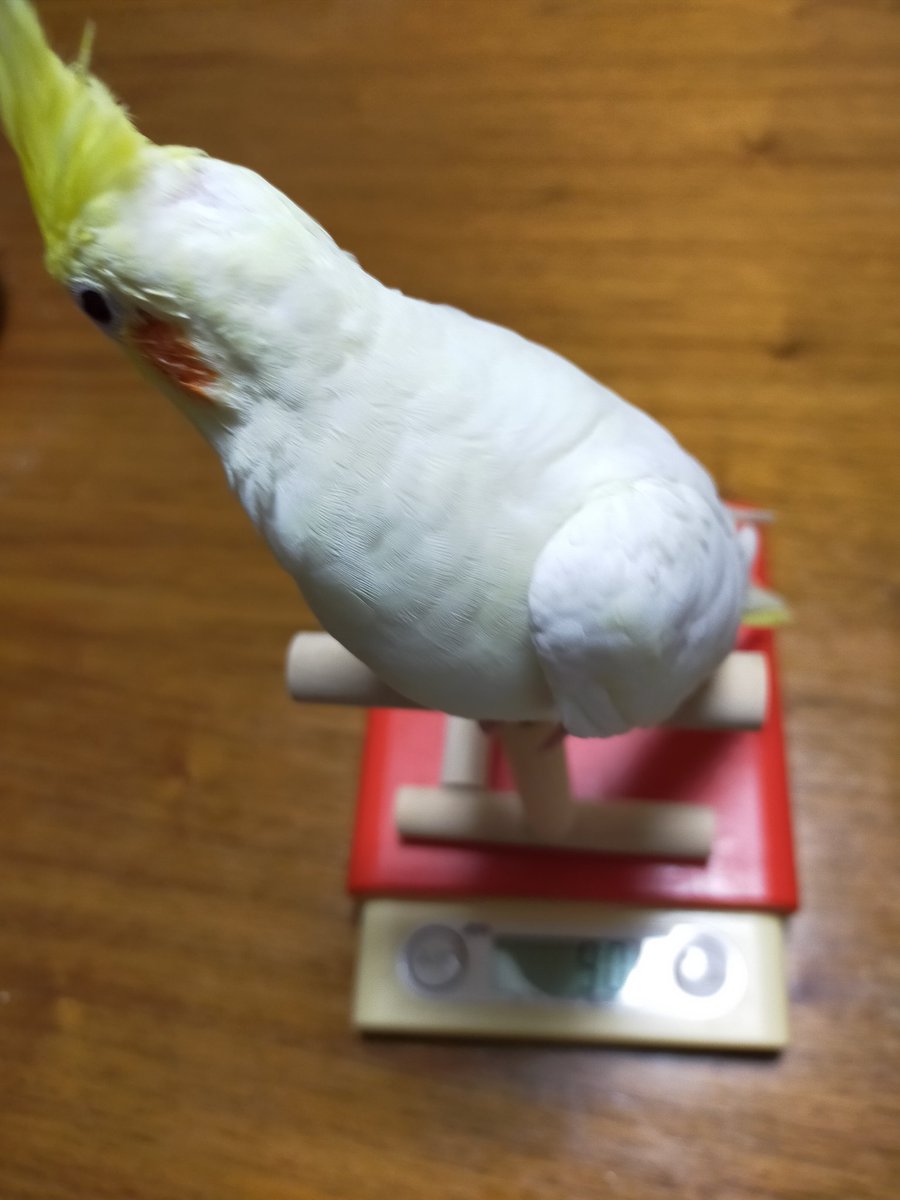 happychappy828's tweet photo. 5ヶ月のちゃっぴー
90gになりました╰( •ө• )╯ https://t.co/4sJN8qdrlg