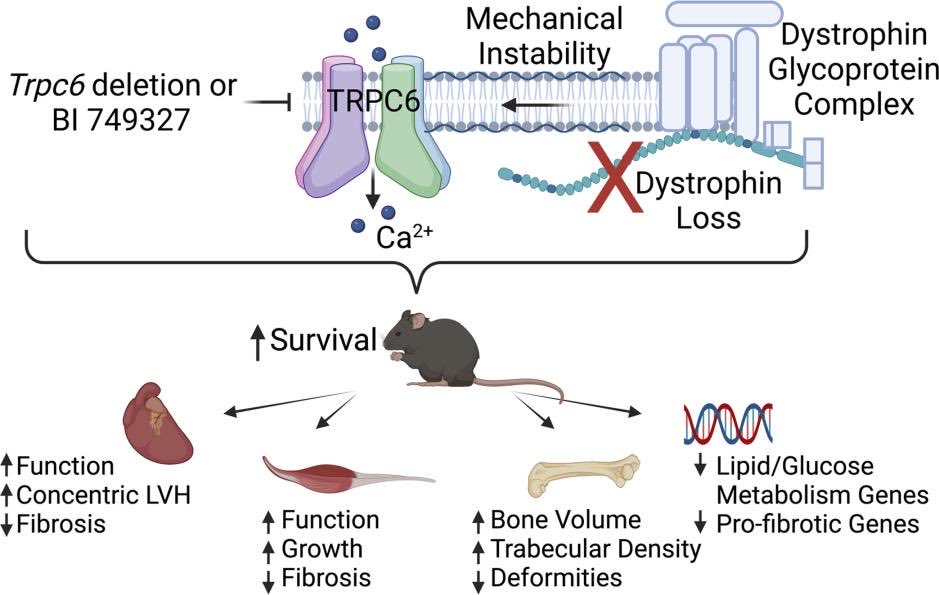Check out our final posted TRPC6 inhibitor to treat Duchenne Muscular Dystrophy paper @JCI_insight from @hopkinsheart & Friends, especially the mouse movie 🎥 insight.jci.org/articles/view/…. A human trial for renal disease with similar drug is ongoing clinicaltrials.gov/ct2/show/NCT05…. DMD next?