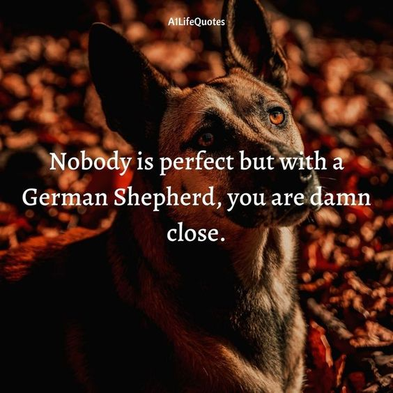 just_gsd's tweet photo. Nobody is perfect but with a german shepherd, You are damn close .
Tap❤️& Comment on this photo if you love German shepherds 💝
💕😍
#gsd #germanshepherd #security #gurd #k9 #dog #doggy #life #cute #love #smile #puppy #baby https://t.co/EONOEZrm3V