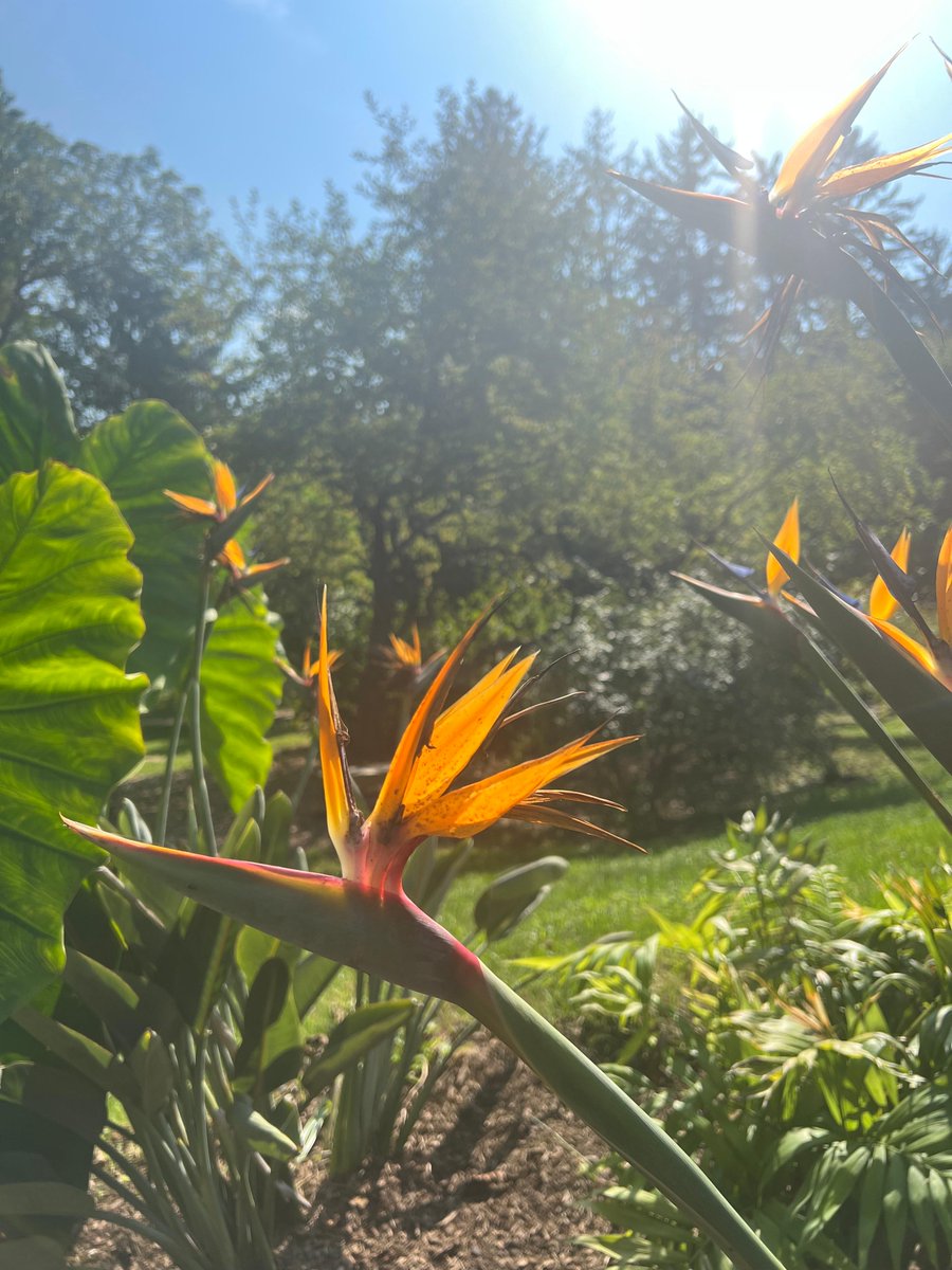 Bird of Paradise (Strelitzia reginae) is a striking, low growing plant with unique exotic flowers that resemble a bird’s wings. It is easy to care for, hardy, and thrives in direct sun. 

#stamford #birdofparadise #bartlettarboretumandgardens #stamfordct #tropicalplants