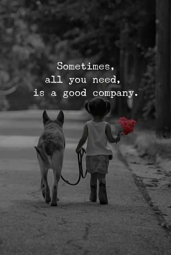 just_gsd's tweet photo. Sometimes, all you need, is a good company.
Tap❤️& Comment on this photo if you love German shepherds 💝
💕😍
#gsd #germanshepherd #security #gurd #k9 #dog #doggy #life #cute #love #smile #puppy #baby https://t.co/ztXtDu2Buf