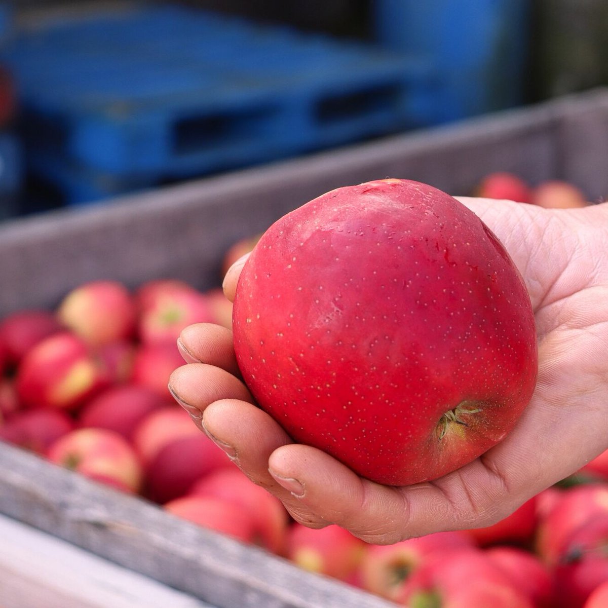 Snapdragon apples are now in stock at Fifer's. Snapdragons have a crispness &amp; a hint of vanilla. Try a Snapdragon as an energy boost.

Fall Fest details: 
👉bit.ly/3C34lfd

 Bring-your-own wagon, cart, or stroller for hauling pumpkins. Wagons are not provided