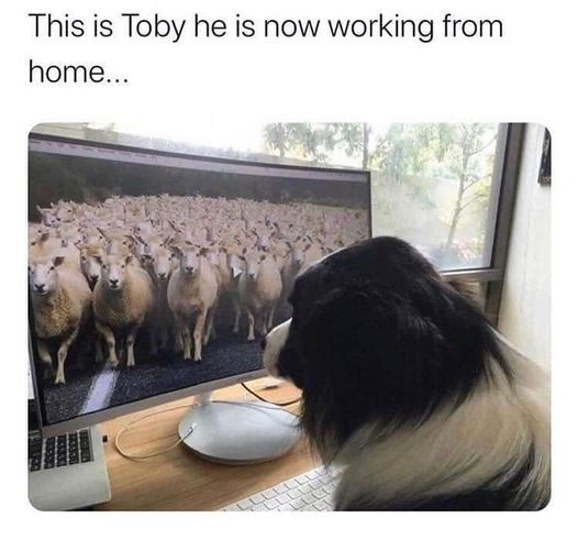 WholesomeMemes tweet media