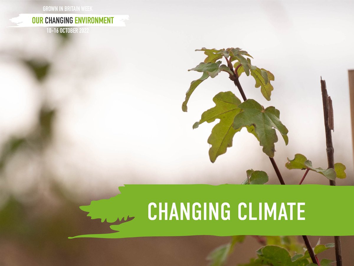 GrowninBritain's tweet photo. The climate is changing faster than expected, and that's terribly fast in the lifespan of trees. 😰
That's why we include climate-resilience in our Canopy woodland creation metrics; to create healthy, sustainable forests for generations to come. 🌲🇬🇧🌳
#GiBWeek2022 https://t.co/wkLvTSJ7o2