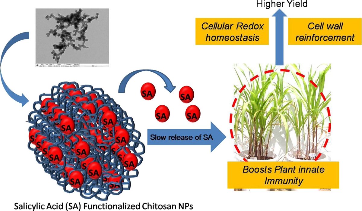 Received a patent on #slowrelease  and  #stimuli-based  delivery  of signal molecule #salicylicacid from #nano engineered #chitosan <a href="/MpuatUdaipur/">MPUAT Udaipur</a> <a href="/DBTIndia/">Department of Biotechnology</a> <a href="/IndiaDST/">DSTIndia</a> <a href="/icarindia/">Indian Council of Agricultural Research.</a> <a href="/CIMMYT/">CIMMYT</a> <a href="/teriin/">TERI</a> <a href="/TheNanotechNews/">Nanotechnology News</a> <a href="/EUCHIS_Chitin/">EUCHIS</a>
<a href="/TarunenduSingh/">Tarunendu</a>