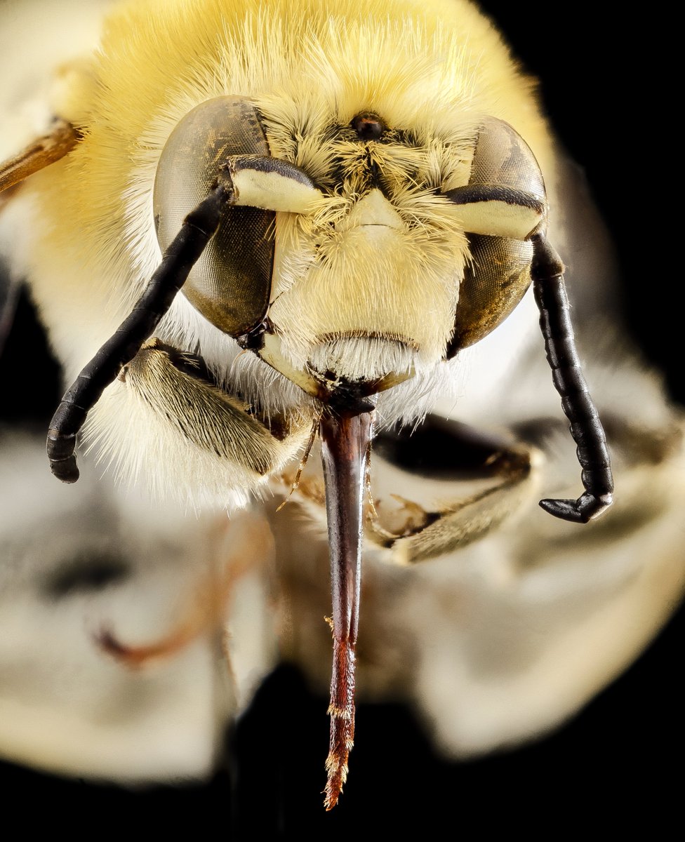 INFRA_Follies's tweet photo. Three Spotted Digger Bee
โข Digger Bees in the genus Habropoda occur around the world across middle northern latitudes and are usually plant specialists.
โข Specimen collected by K. Moredock in Utah, USA.
๐ท USGS
#DiggerBee #SaveTheBees #Pollinators https://t.co/2VbMqvDjkl
