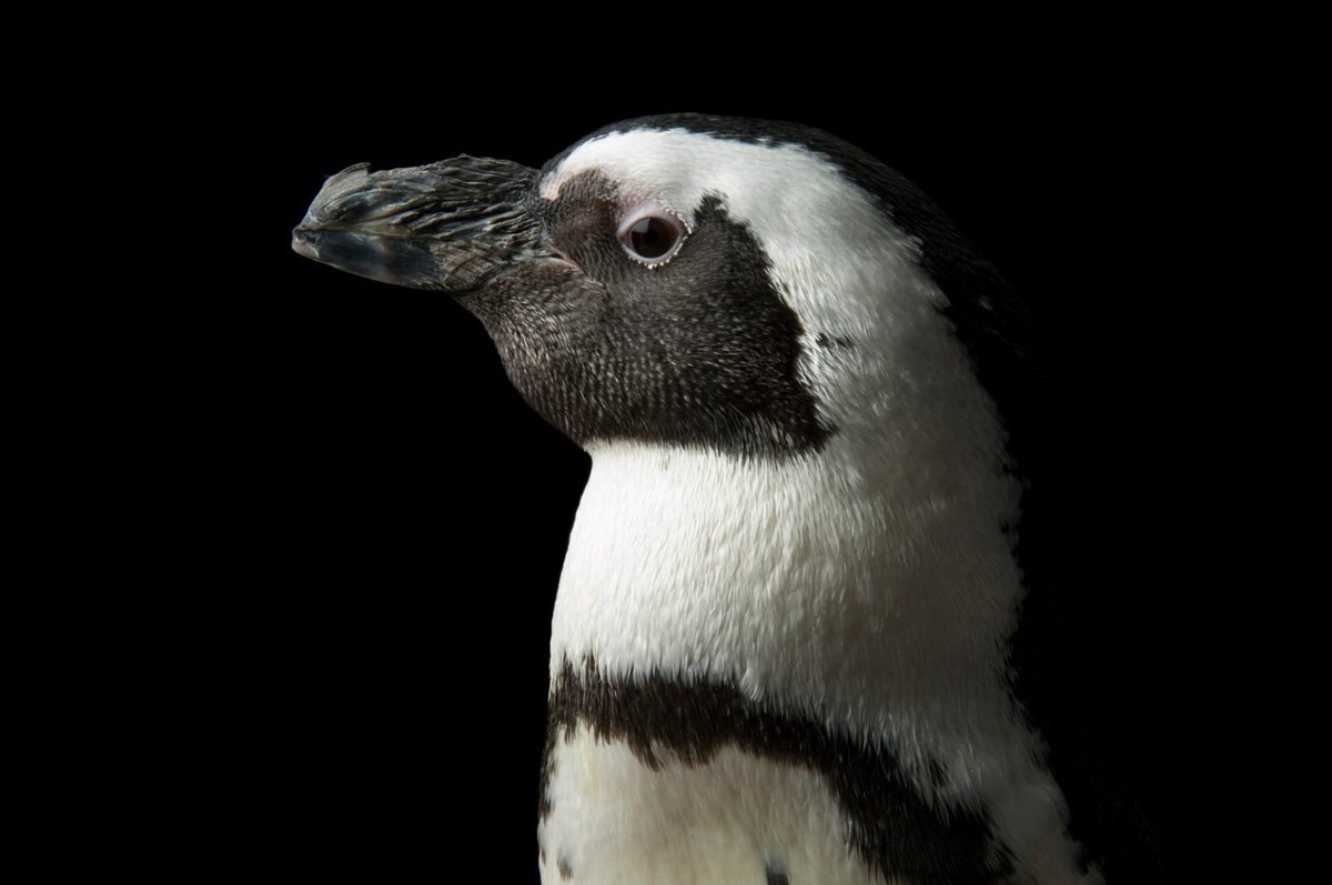 Become a penguin protector by choosing to consume ocean-friendly seafood! By caring for the ocean habitats marine animals depend on we can save species like this African penguin. #PenguinProtector #AfricanPenguin #penguin #african #bird #tuxedo #blackfooted #PhotoArk