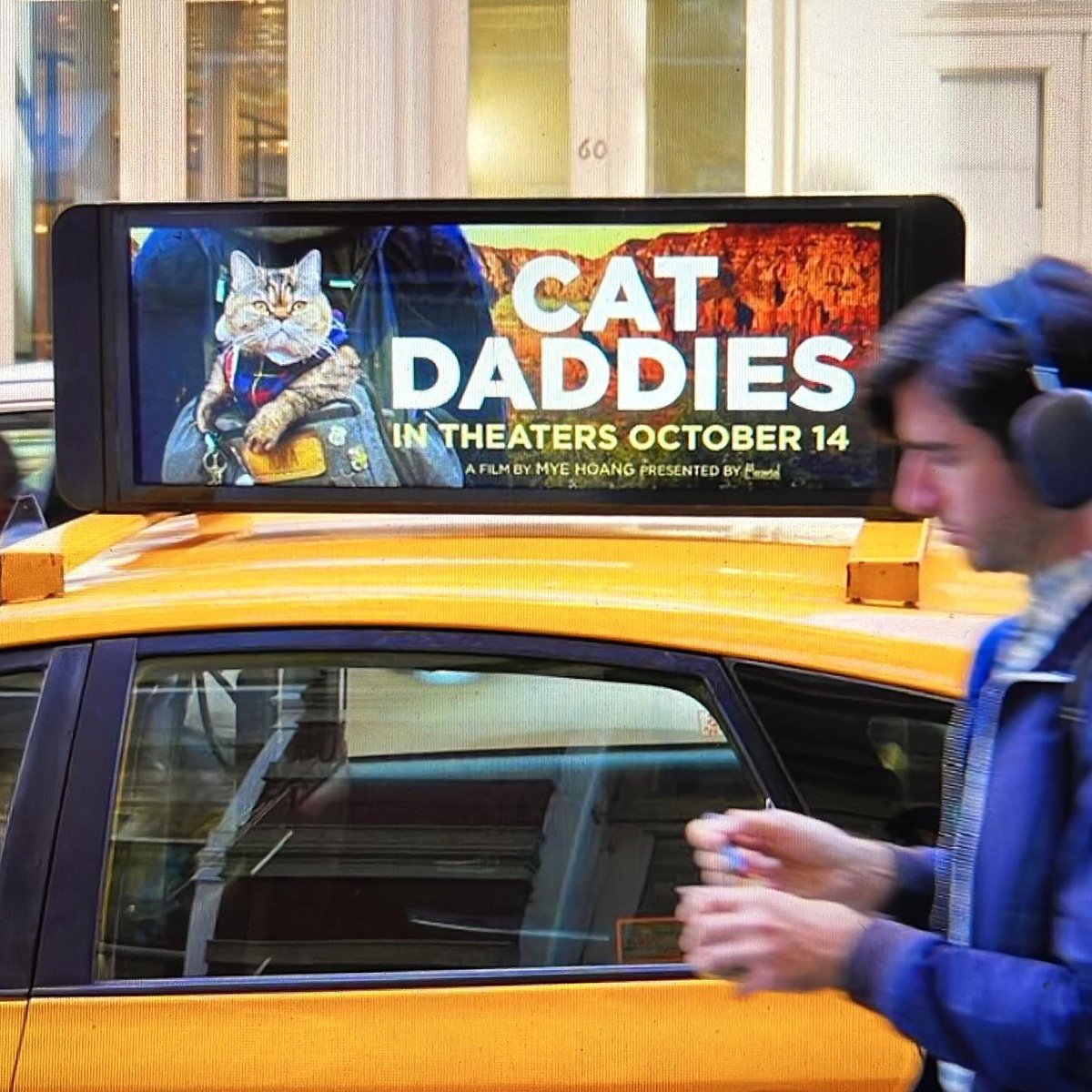 Tora on a Taxi!!  🚕 🐱 
Tora the Trucker Cat is coming to NYC! Meet her this weekend at Village East for CAT DADDIES Q&amp;As!!  🎉🎉
#nyc #newyorkcats #CatsOfTwitter #Caturday